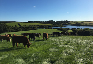 Køer græsser på grøn mark ved Feather Down Treganhoe Farm med sø og bakker i baggrunden, Sydvestengland.