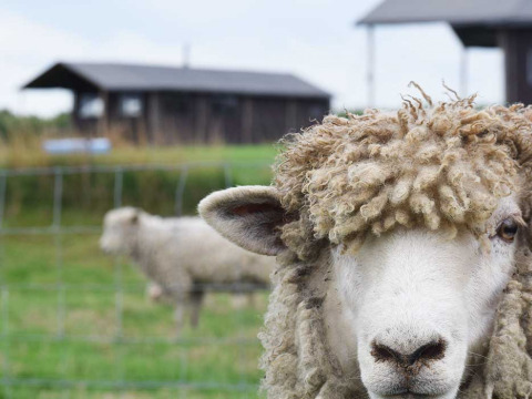 Et får med krøllet uld står tæt på kameraet på Feather Down Hoeve den Overdraght i Vestflandern, Belgien.