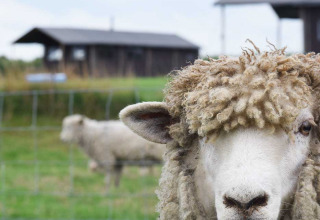 Et får med krøllet uld står tæt på kameraet på Feather Down Hoeve den Overdraght i Vestflandern, Belgien.