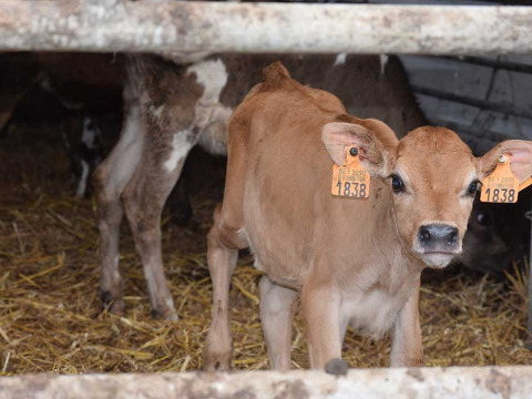 Un ternero joven con etiquetas en las orejas está en un establo con paja en Feather Down Hoeve den Overdraght, Bélgica.