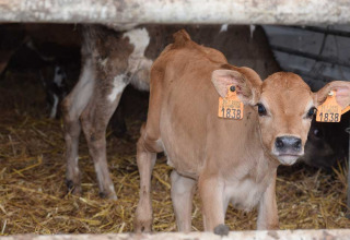 En ung kalv med øremærker står i en halmfyldt stald ved Feather Down Hoeve den Overdraght i Belgien.