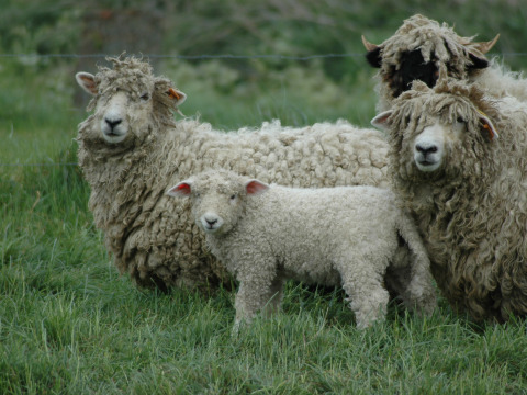 Schapen en een lammetje in het gras bij Feather Down Hoeve den Overdraght, een vakantiepark in West-Vlaanderen, België.