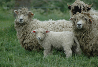 Sheep and a lamb grazing on grass at Feather Down Hoeve den Overdraght, a holiday park in West Flanders, Belgium.