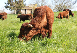 Brune køer græsser på en grøn mark ved Feather Down L'Étable des Mauges en Anjou, Pays de la Loire, Frankrig.