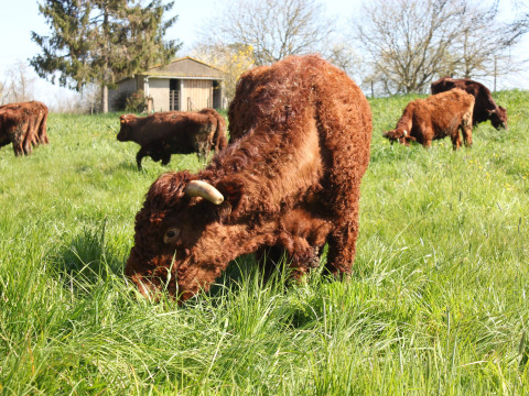 Vacas marrones pastando en un campo verde en Feather Down L'Étable des Mauges en Anjou, Pays de la Loire, Francia.