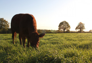 Koe graast rustig op groene wei bij zonsondergang in Feather Down L'Étable des Mauges en Anjou, Frankrijk.