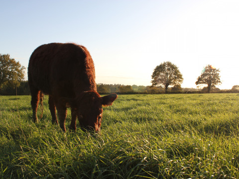 Vache broutant paisiblement dans un champ vert au coucher du soleil à Feather Down L'Étable des Mauges en Anjou, France.