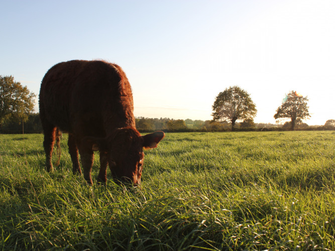 Vache broutant paisiblement dans un champ vert au coucher du soleil à Feather Down L'Étable des Mauges en Anjou, France.