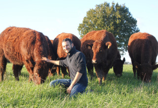 Man kneeling in grass petting brown cows at Feather Down L'Étable des Mauges en Anjou, France holiday park.