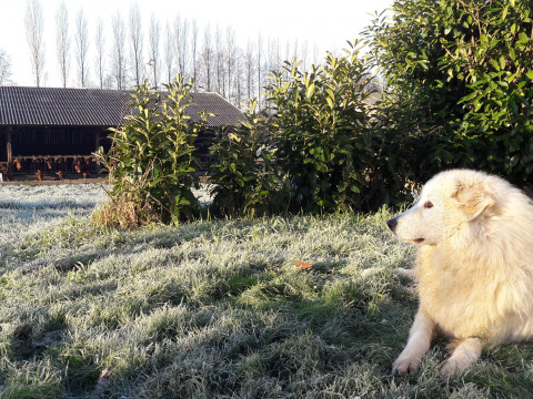 Een grote witte hond ligt op het berijpte gras bij struiken, met een schuur en kippen op de achtergrond.