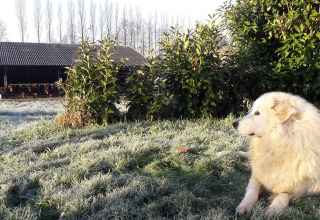 Een grote witte hond ligt op het berijpte gras bij struiken, met een schuur en kippen op de achtergrond.