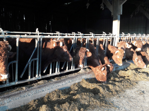 Vacas marrones comiendo heno en un establo de Feather Down L'Étable des Mauges en Anjou, Pays de la Loire, Francia.
