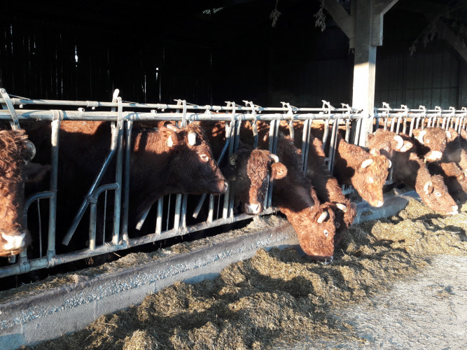 Des vaches brunes mangent du fourrage dans une étable à Feather Down L'Étable des Mauges en Anjou, Pays de la Loire.