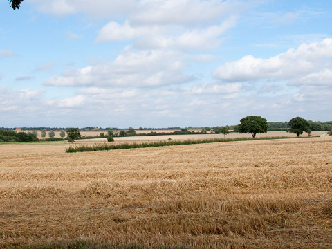 Landelijk veld met verspreide bomen bij Feather Down Layer Marney Tower, een vakantiepark in Oost-Engeland.