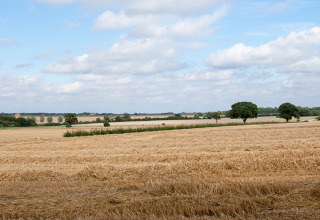 Campo rural con árboles dispersos en Feather Down Layer Marney Tower, un parque de vacaciones en el este de Inglaterra.