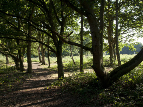 Waldweg mit Sonnenstrahlen durch die Bäume im Feather Down Layer Marney Tower, Ostengland, Großbritannien.