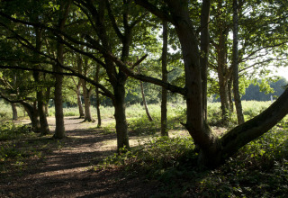 Sentiero nei boschi illuminato dal sole presso Feather Down Layer Marney Tower, nell'Est dell'Inghilterra.