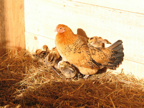 Une poule avec ses poussins sur la paille à Feather Down Layer Marney Tower, Est de l'Angleterre, Royaume-Uni.