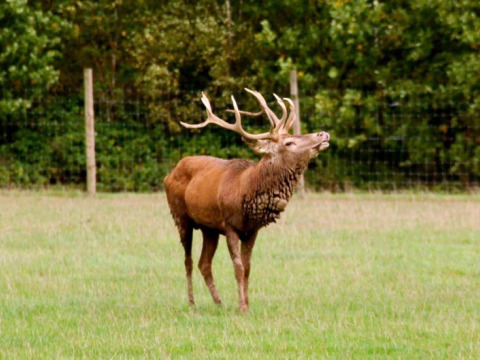 Een edelhert met imposant gewei staat op het gras bij Feather Down Layer Marney Tower, Engeland.