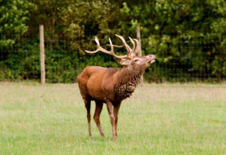 Een edelhert met imposant gewei staat op het gras bij Feather Down Layer Marney Tower, Engeland.