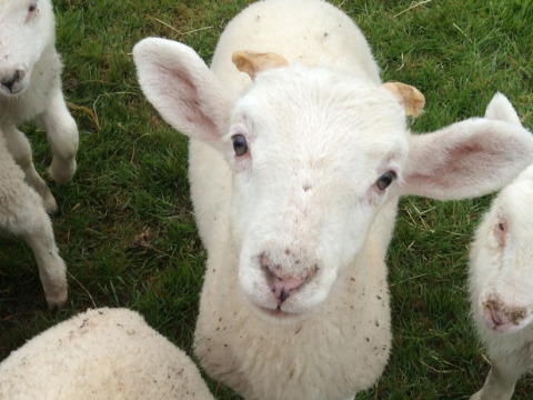 A close-up of a white lamb on green grass, taken at Feather Down Layer Marney Tower, East of England.