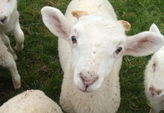 Een close-up van een wit lam op groen gras bij Feather Down Layer Marney Tower, Oost-Engeland.