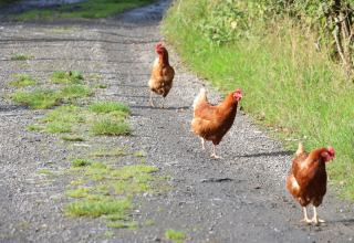 Tre brune høns går på en grusvej omgivet af græs ved Feather Down Pant y March Farm i Wales, Storbritannien.