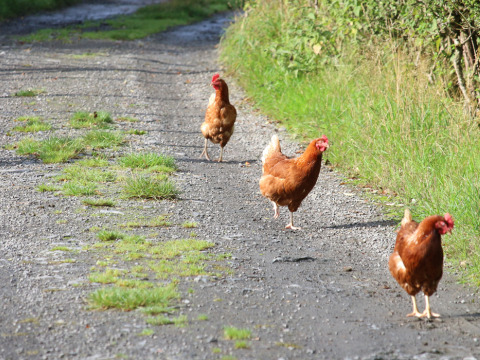 Tre galline marroni camminano su un sentiero di ghiaia a Feather Down Pant y March Farm, Galles, Regno Unito.