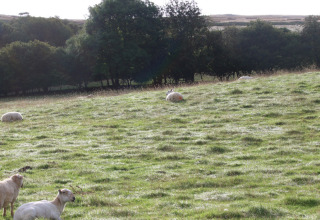Får græsser på en grøn mark ved Feather Down Pant y March Farm, feriested i Wales, Storbritannien.
