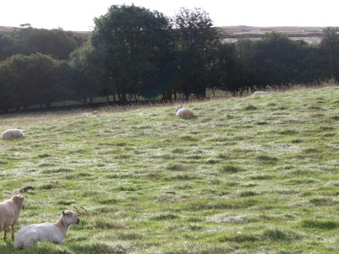 Sheep grazing on a green field at Feather Down Pant y March Farm, a holiday park in Wales, United Kingdom.