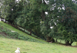 Scena tranquilla alla Feather Down Pant y March Farm in Galles, con pecore sdraiate su una collina erbosa.