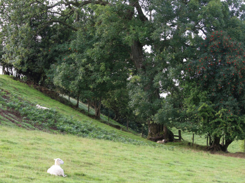 Rustig tafereel op Feather Down Pant y March Farm in Wales, met schapen op een groene heuvel met bomen.