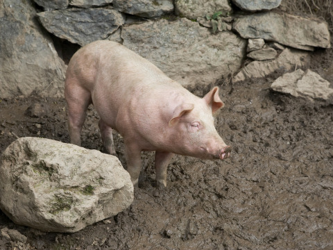 Cerdo de pie en el barro, junto a un muro de piedra, en Feather Down Pant y March Farm en Gales, Reino Unido.