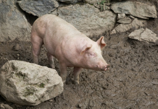 Gris stående i mudder ved en stenmur på Feather Down Pant y March Farm feriepark i Wales, Storbritannien.