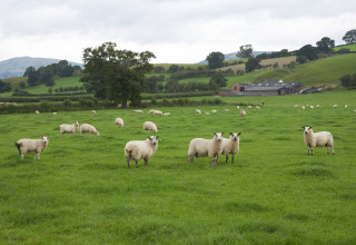 Får græsser på en grøn mark ved Feather Down Pant y March Farm, et feriepark i Wales, Storbritannien.