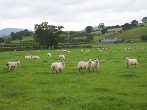 Schafe weiden auf einer grünen Wiese bei Feather Down Pant y March Farm, einem Ferienpark in Wales.