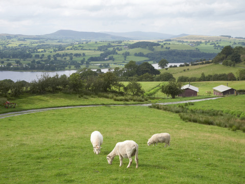 Ovejas pastando en un campo verde con lago y colinas en Feather Down Pant y March Farm, Gales, Reino Unido.