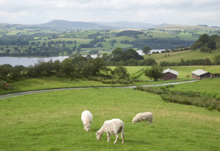 Får græsser på grønne marker med udsigt over sø og bakker ved Feather Down Pant y March Farm i Wales.