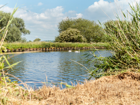 Udsigt over en stille kanal med svaner, grønne træer og blå himmel ved Feather Down Moor Farm, Sydvestengland.