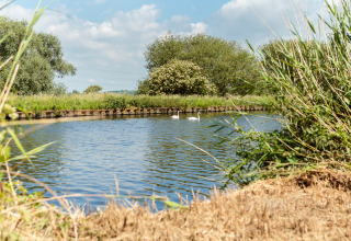 Uitzicht op een rustige gracht met zwanen, groene bomen en blauwe lucht bij Feather Down Moor Farm, Zuidwest-Engeland.