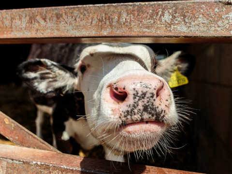 Dichtbij van een nieuwsgierig kalf met roze neus op Feather Down Moor Farm, Zuidwest-Engeland.