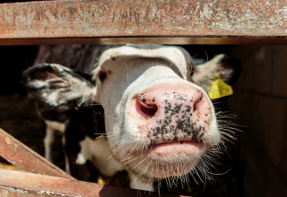 Close-up of a curious calf with a pink nose at Feather Down Moor Farm in South West England, UK.