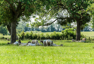 Får hviler i skyggen under træer på en frodig græsmark ved Feather Down Moor Farm, Sydvestengland.