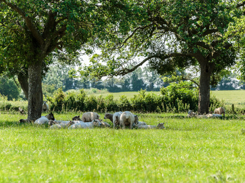 Får hviler i skyggen under træer på en frodig græsmark ved Feather Down Moor Farm, Sydvestengland.