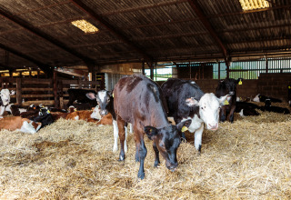 Kalve hviler og græsser i en lade på Feather Down Moor Farm, en feriedestination i Sydvestengland.