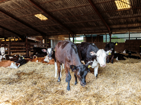 Kälber ruhen und grasen in einem Stall auf Feather Down Moor Farm, einem Ferienpark in Südwestengland.