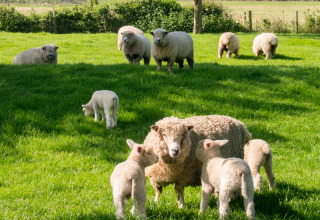Får og lam græsser fredeligt på en grøn mark under solen på Feather Down Moor Farm i Sydvestengland.
