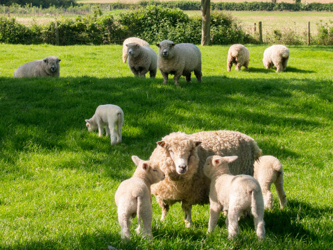 Ovejas y corderos pastando en el césped verde de Feather Down Moor Farm, parque vacacional del suroeste inglés.
