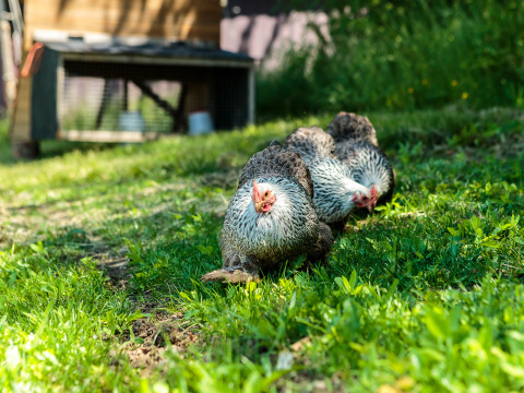 Drie kippen scharrelen op het groene gras bij Feather Down Moor Farm in Zuidwest-Engeland, Verenigd Koninkrijk.