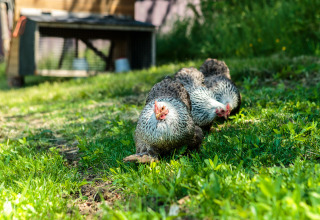 Tre galline razzolano nell’erba verde alla Feather Down Moor Farm, un villaggio vacanze nel sud-ovest dell’Inghilterra.